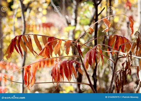 Dead Leaveson a Branch at Fish Lake Regional Park Stock Image - Image ...