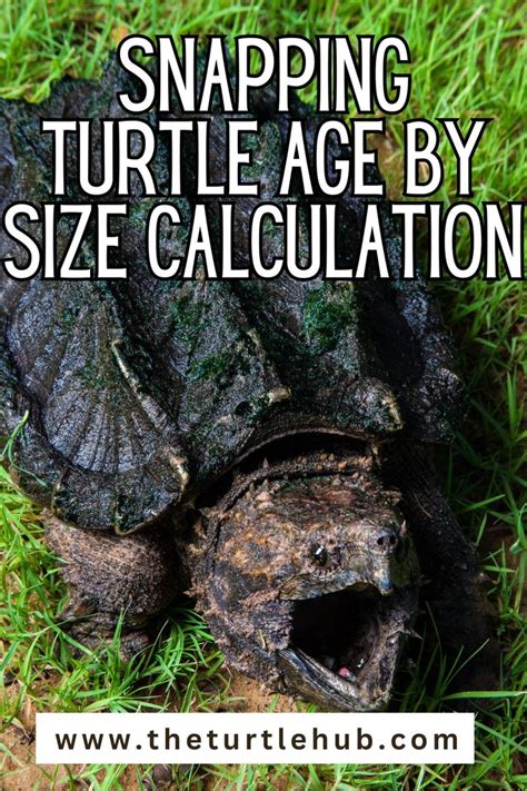 Snapping Turtle Age Chart 的图像结果