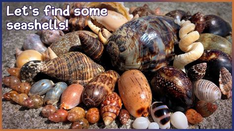Finding Sea Shells 的图像结果