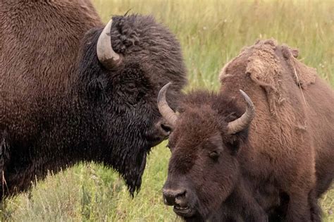 Why Wyoming's Bison Outsized the Wolf, Elk, and Pronghorn for State ...