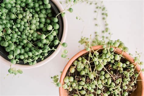 How to Grow and Care for String of Pearls Plant