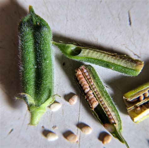Sesame Seed Plant Leaves at Nicholas Margarot blog