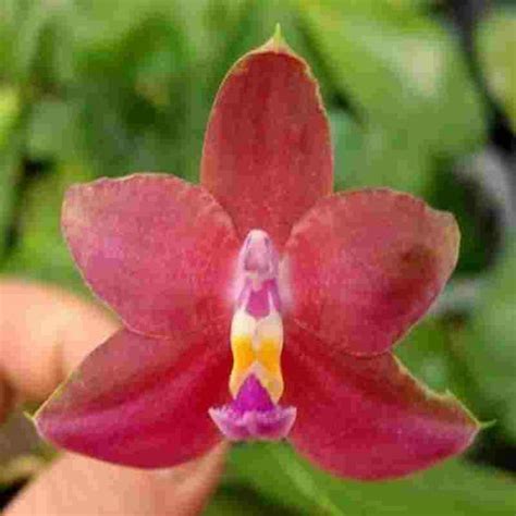 Phal. venosa X Phal. violacea – EXOTICA ORCHIDS