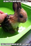 Image result for Funny Bunny Memes