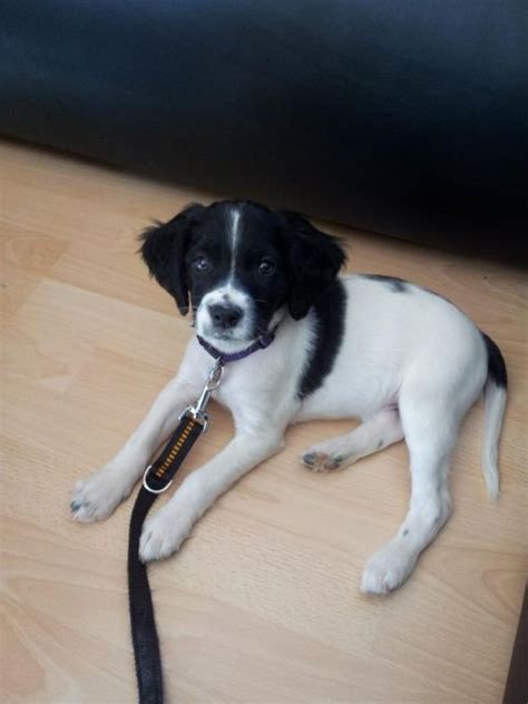 Mischlinge Kleinanzeigen | Mischlinge Annoncen | Mischlinge Inserate ...