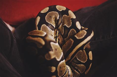 Image result for The Dodo Pet Ball Python