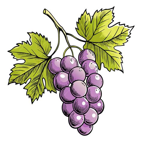Premium Vector | Bunch of Hand drawn grape vine drawing illustration ...