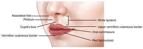 Anatomical-Based Diagnosis and Filler Injection Techniques: Lips and ...