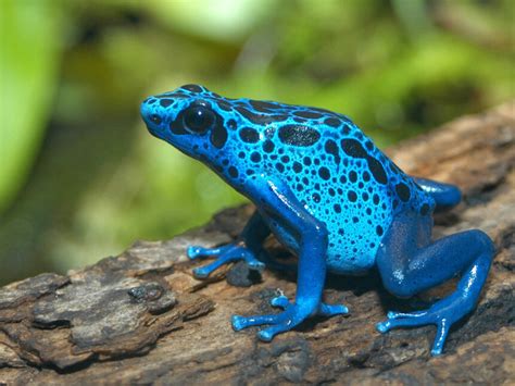 Frogs! A Chorus of Colors. Courtesy of Florida Museum of Natural ...
