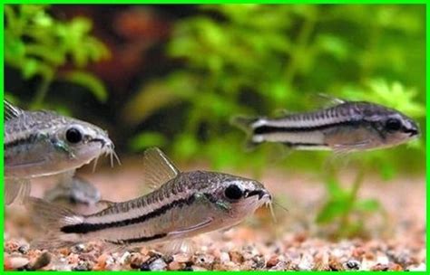 – 15 Jenis ikan Air Laut Favoritmu – Temukan 15 Jenis Ikan Air Laut Terkenal – 15 Jenis ikan Air Laut Fisik untuk Diet Sehat – 15 Jenis Ikan Air Laut yang Harus Diproyeksi – 15 Jenis ikan Air Laut Rekam di Layar – 15 Jenis Ikan Air Laut dengan Cara Makan Unik – 15 Jenis Ikan Air Laut dengan Nama Populer – 15 Jenis Ikan Air Laut untuk Pecintaan – 15 Jenis Ikan Air Laut yang Bikin Anda Bersandar – 15 Jenis Ikan Air Laut Karun untuk Keharmonisan – 15 Jenis Ikan Air Laut yang Menonjolkan Keindegan – 15 Jenis Ikan Air Laut untuk Kapal Anda – 15 Jenis Ikan Air Laut yang Sering Diabaikan – 15 Jenis Ikan Air Laut yang Bikin Maritim – 15 Jenis Ikan Air Laut yang Harus Dihindari