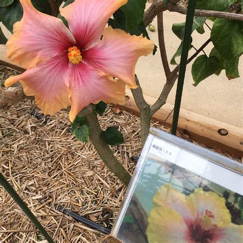 IEJIMA HIBISCUS GARDEN (2026) All You Need to Know BEFORE You Go (with ...