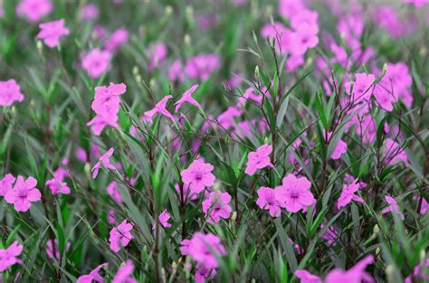Pink Flowers Blooms Perennial Free Stock Photo - Public Domain Pictures