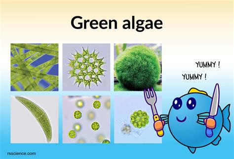 Green Algae - Rs' Science