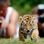 Image result for Cutest Tiger Cub in the World