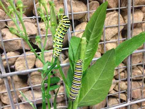 Swallowtail Caterpillar @LeSNE(2214)...The Spicebush Swallowtail Turns