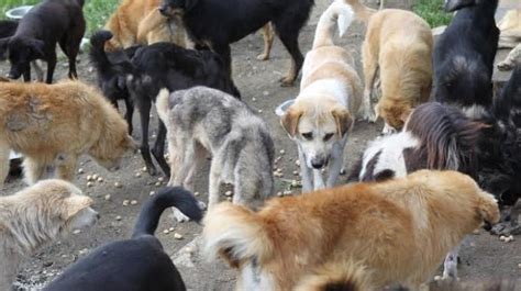 Petition · Dogs population is increasing alot.Sterilize every dog in ...