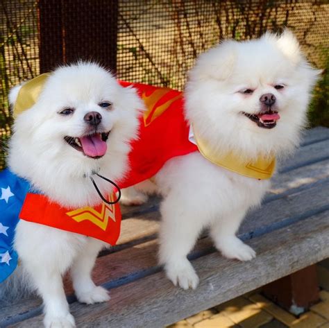 Superman Dog Costume (2024 Edition) – Kanine.com