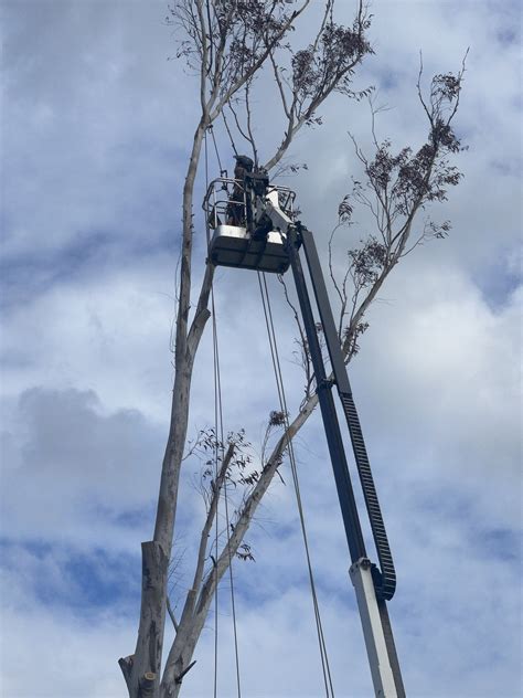 Tree Removal Failures 的图像结果