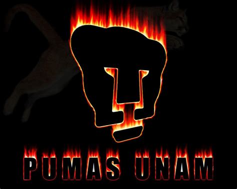 Pumas Wallpapers - Wallpaper Cave