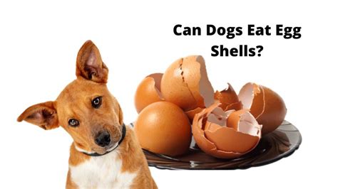 Image result for Egg Shells for Dogs