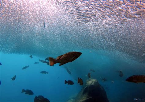 Dive Sites in La Paz | Top 7 Unforgettable Scuba Spots