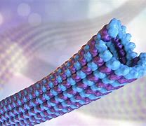microtubules 的图像结果
