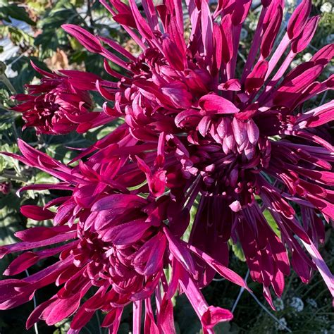 Chrysanthemum: Woolman’s Glory – Country Sunshine Flower Farm