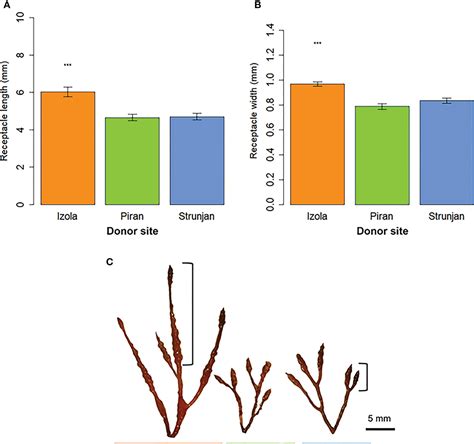 Frontiers | Where and how - new insight for brown algal forest restoration in the Adriatic