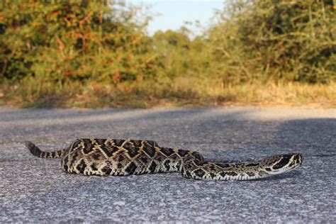 Eastern Diamond-backed Rattlesnake – Florida Snake ID Guide