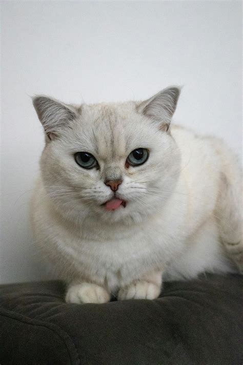 Big+White+Boob Photos, Download The BEST Free Big+White+Boob Stock Photos & HD Images