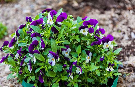 紫罗兰的养护方法及栽培技术-养花技巧-长景园林网