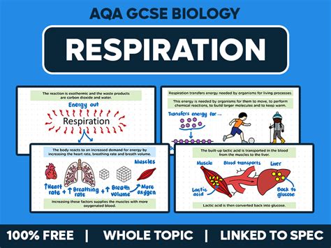 Free Science Lessons Respiration 的图像结果