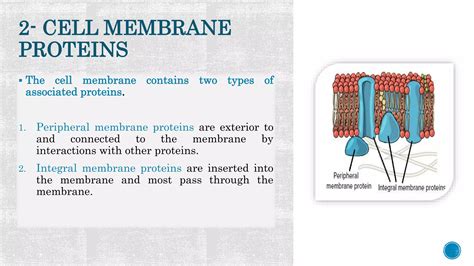 Image result for Cell Membrane Structure and Function