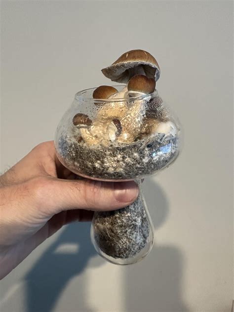 Tidal Wave Mushrooms in a mushroom : Bonsai : r/BonsaiFungi