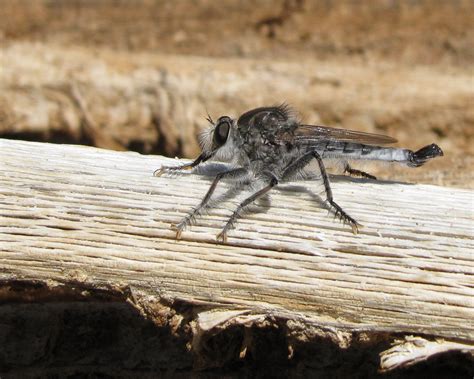 Bug Eric: Robber Flies