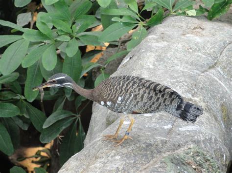 ZooLex Image - Sunbittern