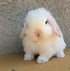Image result for Micro Teacup Bunnies