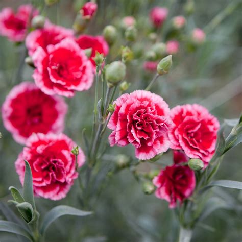 Dianthus Caryophyllus Leaves