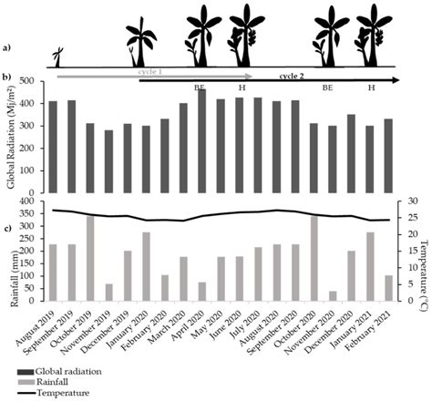 Bunch Weight Determination in Relation to the Source-Sink Balance in 12 ...