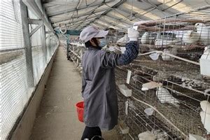 辽宁锦州养鸽户二次学习二次购种_种鸽-肉鸽-天成鸽业养殖基地