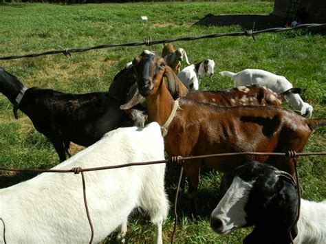 Goat Gestation Calculator Track Breeding and Gestation Periods