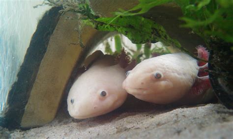 What Do Axolotl Eat In The Wild And In Captivity?