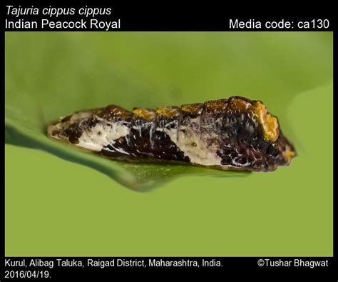 Tajuria cippus | Butterfly
