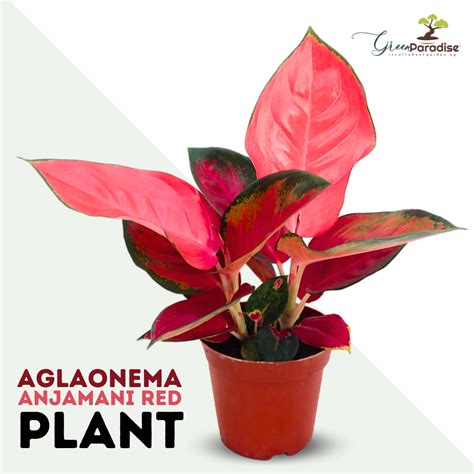 Live Indoor Air Purifying Rotundum Hybrid 'Anjamani Red' Aglaonema Pla ...