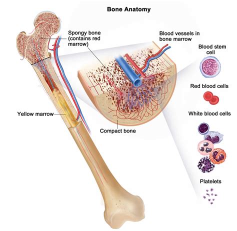 Erythropoiesis meaning, ineffective erythropoiesis and erythropoietin stimulating agents
