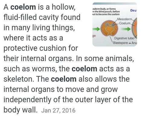 define coelom.? characteristics - Brainly.in