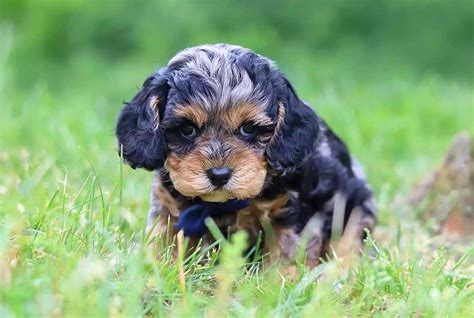 Image result for Cavapoo Adult