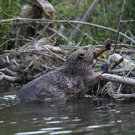 Beavers Dam Building