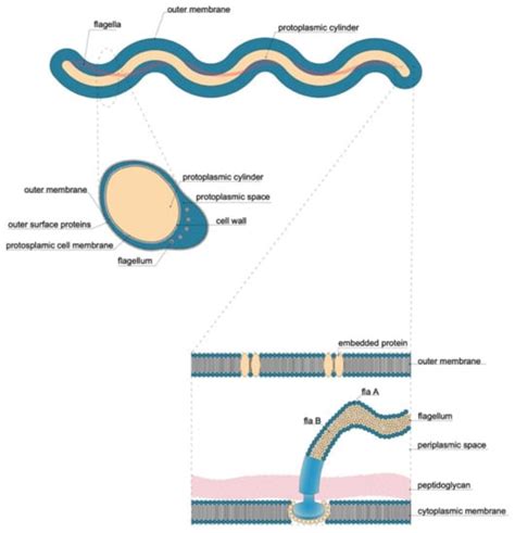 Borreliae Part 1: Borrelia Lyme Group and Echidna-Reptile Group