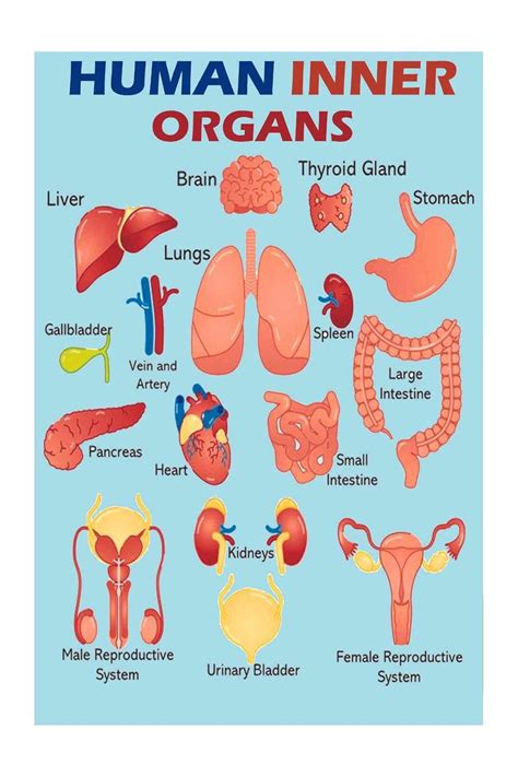 Go Green Tale Human Inner Organs Sticker Poster|Early Education Body ...